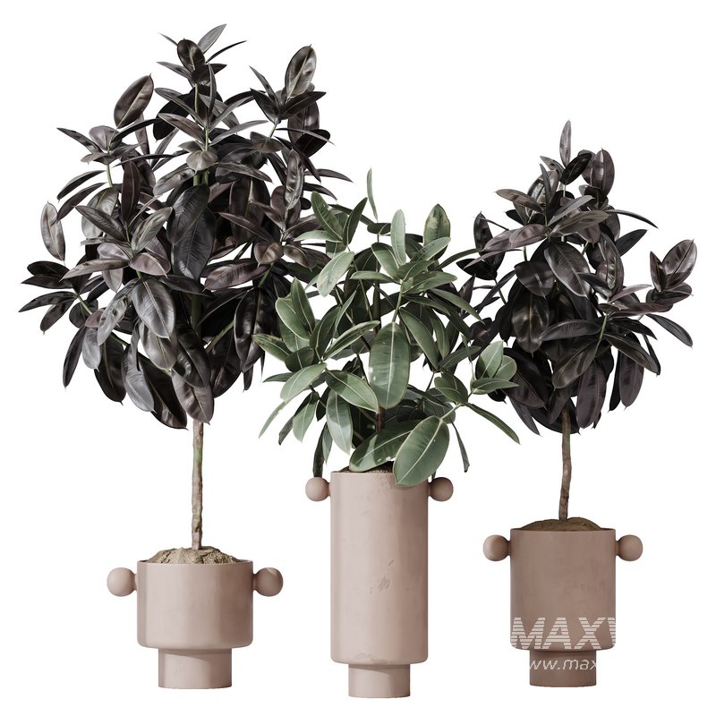 HQ HousePlants Rubber Ficus Elastica Abidjan Melany Set05