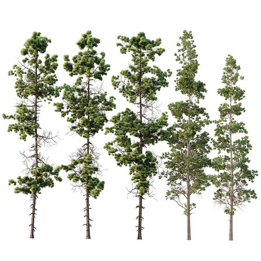 Pinus Palustris and Sphaeropteris Lepifera 3d model Download Maxve