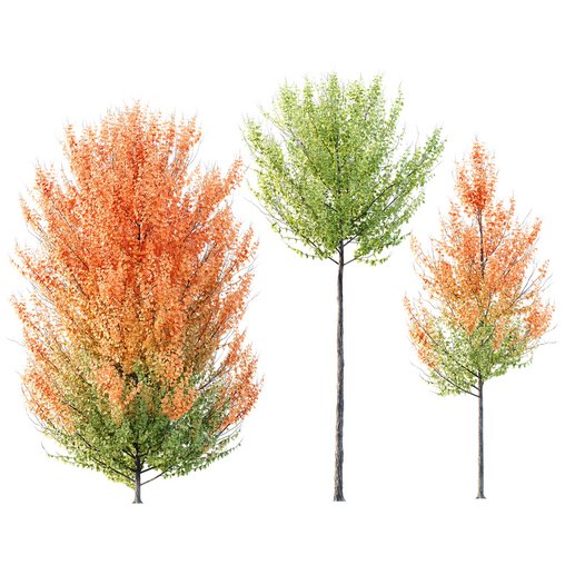 HQ Plants Acer X freemanii Freeman Maple Sapindaceae Set07 3d model Download Maxve