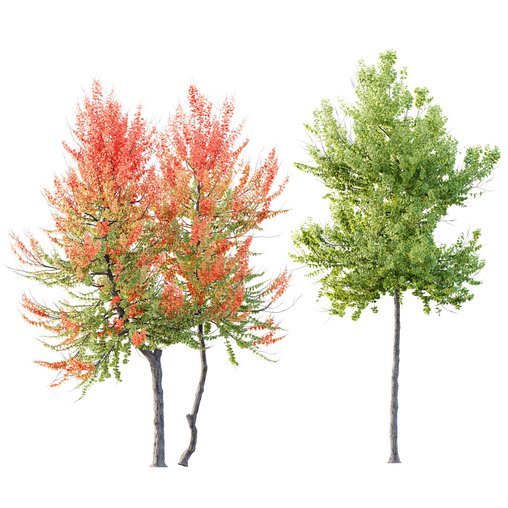 HQ Plants Acer X freemanii Freeman Maple Sapindaceae Set04 3d model Download Maxve