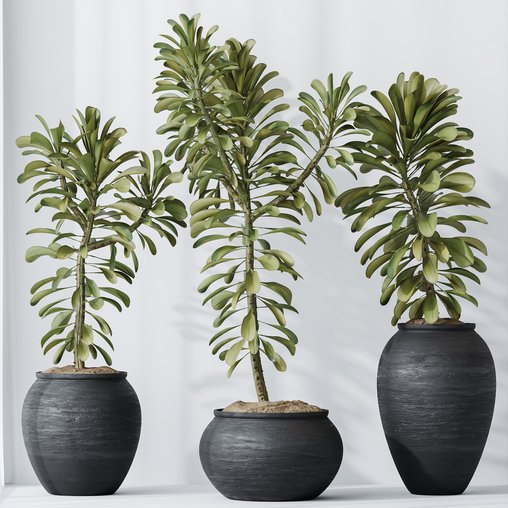 HQ HousePlants Euphorbia Drupifera Sunshine Agaveville Set01 3d model Download Maxve