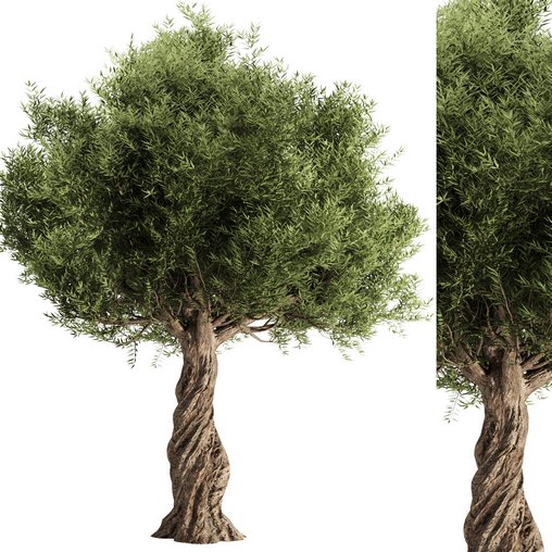 Olive Tree Set11 3d model Download Maxve