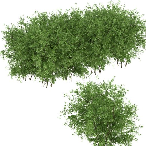 Untidy boxwood hedge - Buxus 3d model Download Maxve