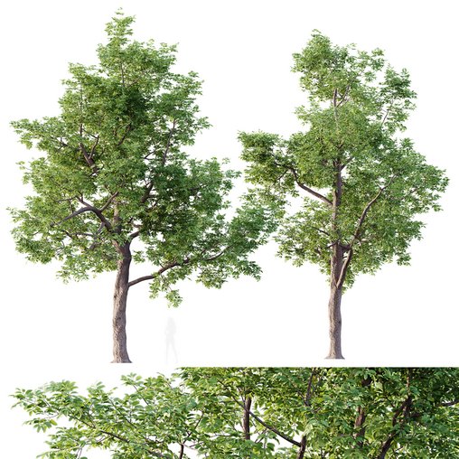 HQ Plants Ash Tree 3d model Download Maxve