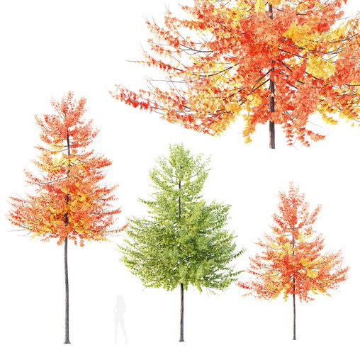 HQ Plants Acer X freemanii Freeman Maple Sapindaceae Umbrella 3d model Download Maxve