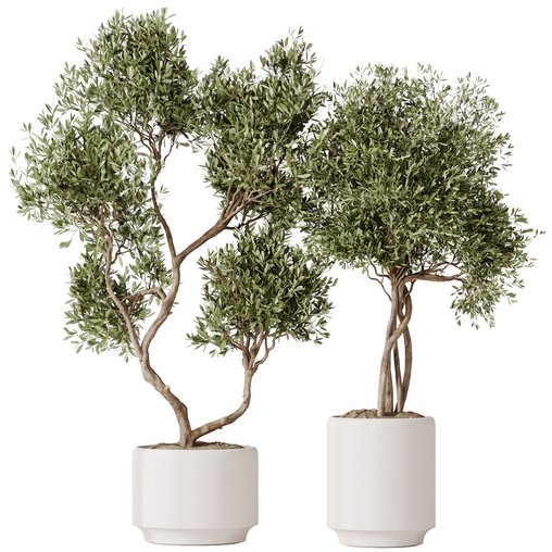 HousePlants Olive Artificial Olivo Olea Tree Set02 3d model Download Maxve