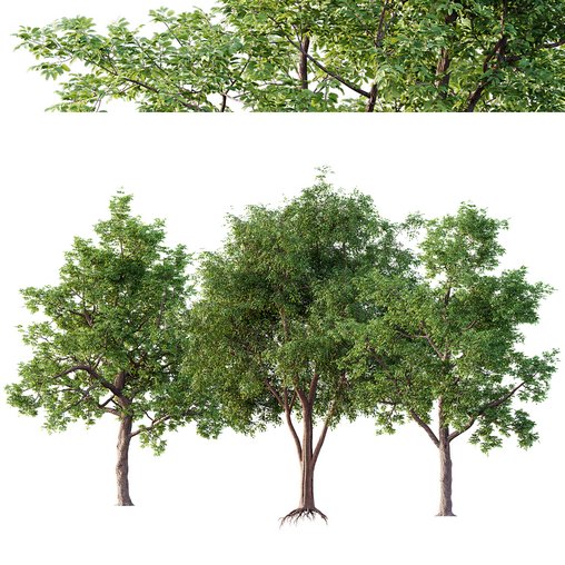 Alnus Glutinosa and Betula Pendula spring trees 3d model Download Maxve