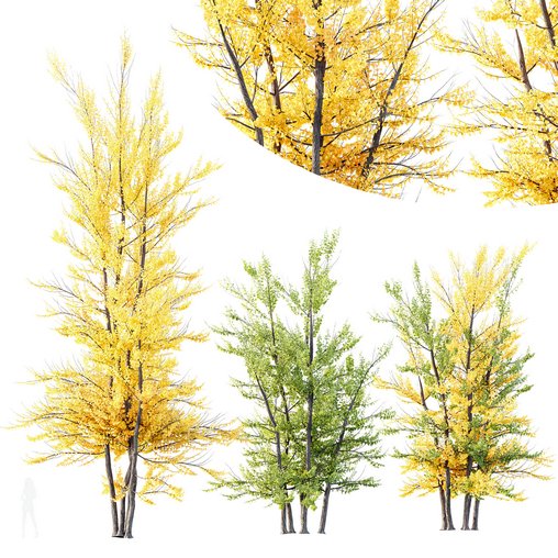 HQ Plants Acer X freemanii Freeman Maple Sapindaceae Autumn Blaze Set03 3d model Download Maxve