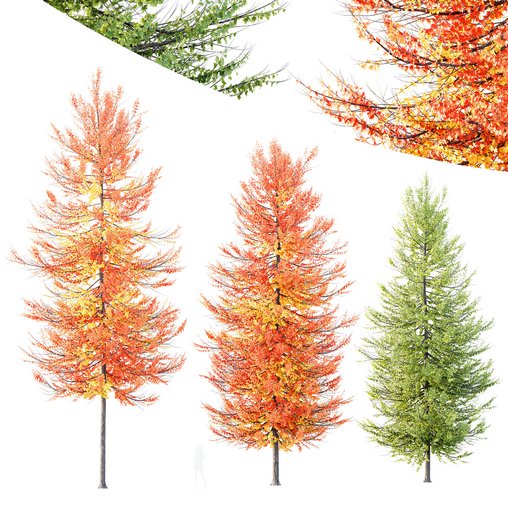 Plants Acer X freemanii Freeman Maple Sapindaceae Umbrella Set02 3d model Download Maxve