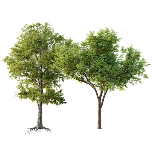 Quercus Serrata and Spanish Moss 3d model Download Maxve