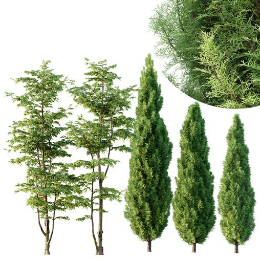 Carpinus Betulus and Mediterranean Cypress 3d model Download Maxve