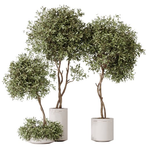 HousePlants Olive Artificial Olivo Olea Tree 3d model Download Maxve