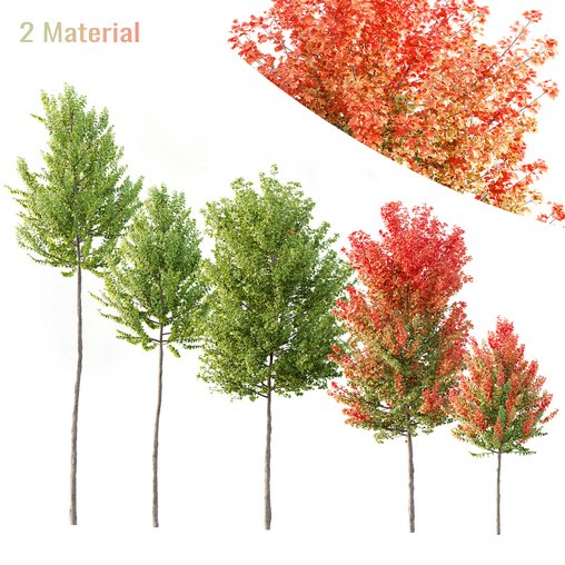Maple Sapindaceae 3d model Download Maxve