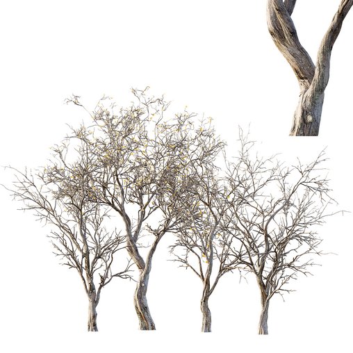 Dry Or Dead Tree 01 3d model Download Maxve