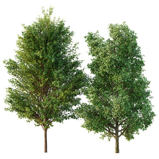 poplar 2 trees 3d model Download Maxve