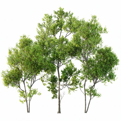 summer trees 3d model Download Maxve
