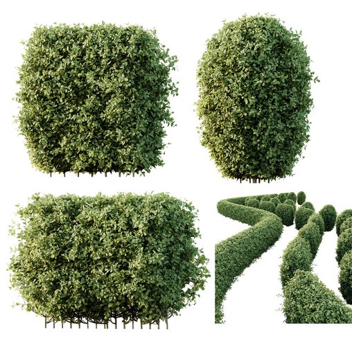 HQ Plants Ligustrum Ovalifolium Argenteum Aureum Hedge 3d model Download Maxve
