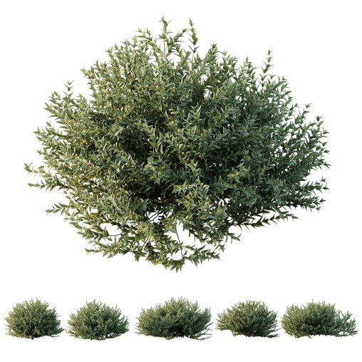 HQ Plants Gray Box Westringia Fruticosa Coastal Rosemary 3d model Download Maxve