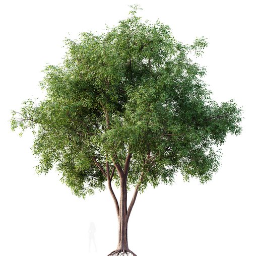 HQ Plants American Elm Tree 3d model Download Maxve