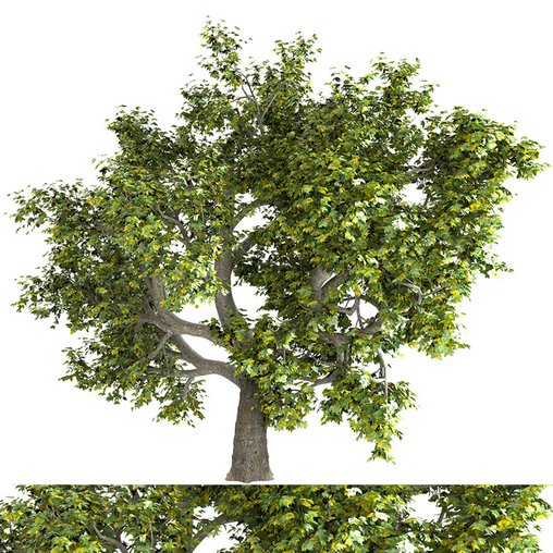 tree 05 3d model Download Maxve