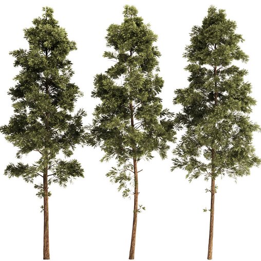pine tree set 3d model Download Maxve