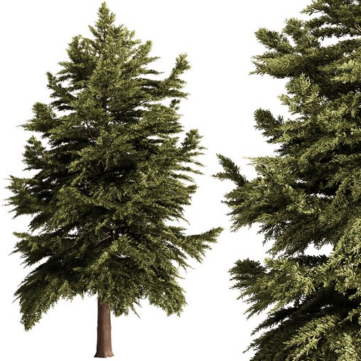 Pine Tree Conifer 3d model Download Maxve