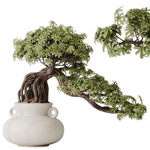 HQ HousePlants Ficus Retusa Microcarpa Bonsai Ginseng09 3d model Download Maxve