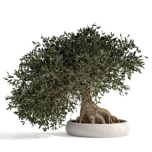 bonsai indoor plant set 03 3D model 3d model Download Maxve
