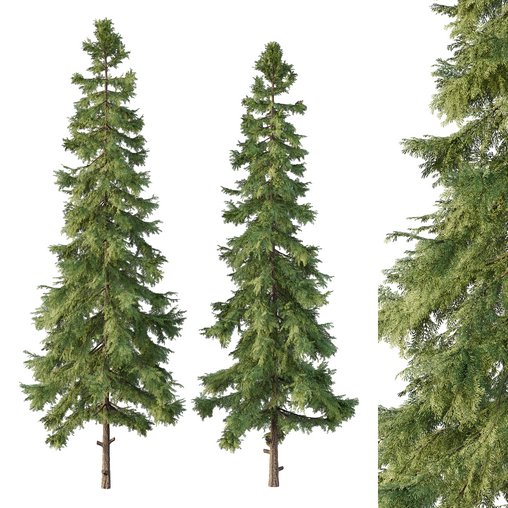 Alaska cedar Tree02 3d model Download Maxve