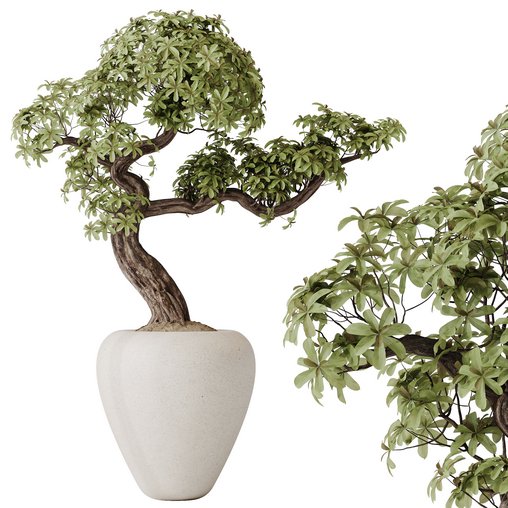 HQ HousePlants Ficus Retusa Microcarpa Bonsai Ginseng08 3d model Download Maxve