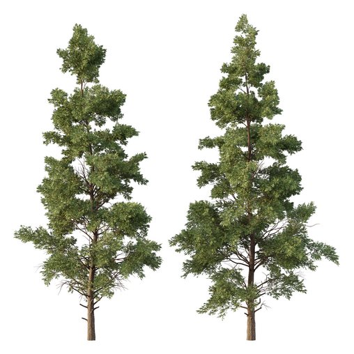 Chamaecyparis thyoides Tree05 3d model Download Maxve