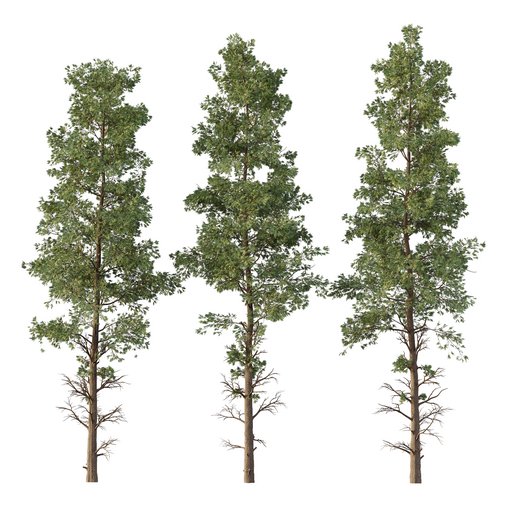 Chamaecyparis thyoides Tree 3d model Download Maxve