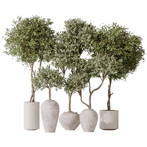 Artificial Olivo Olea Tree Indoor Vase 3d model Download Maxve