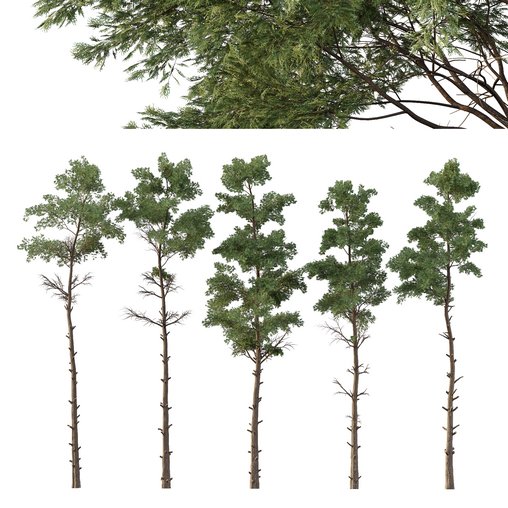 Chamaecyparis thyoides Tree03 3d model Download Maxve