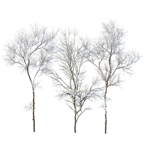 Ulmus changii and Acer Saccharinum Winter snow trees 3d model Download Maxve