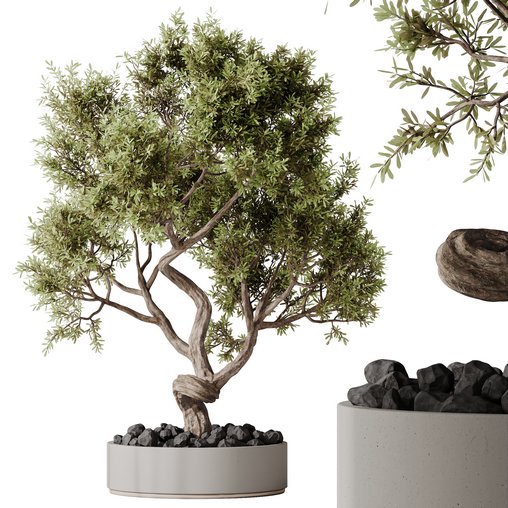 HQ HousePlants Ficus Retusa Microcarpa Bonsai Ginseng06 3d model Download Maxve