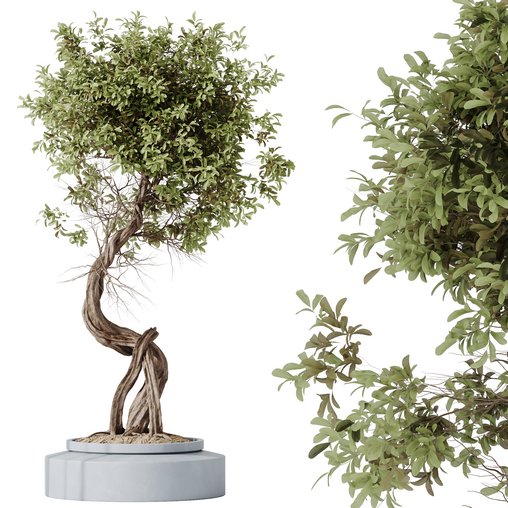 HousePlants Ficus Retusa Microcarpa Bonsai Ginseng03 3d model Download Maxve