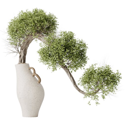 HousePlants Ficus Retusa Microcarpa Bonsai Ginseng04 3d model Download Maxve