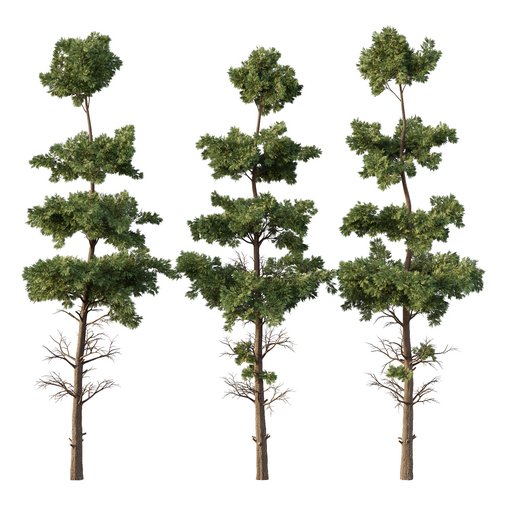 Chamaecyparis thyoides Tree02 3d model Download Maxve