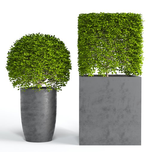 Potted Topiary Buxus 01 3d model Download Maxve