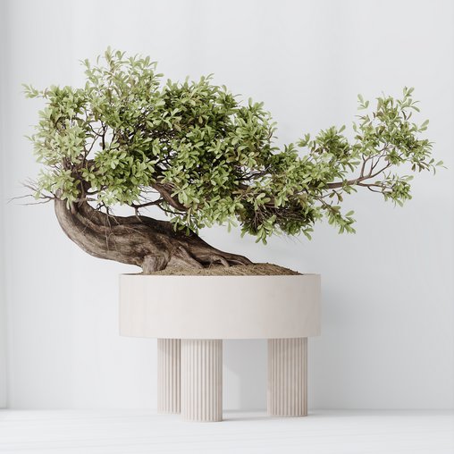 HousePlants Ficus Retusa Microcarpa Bonsai Ginseng 3d model Download Maxve