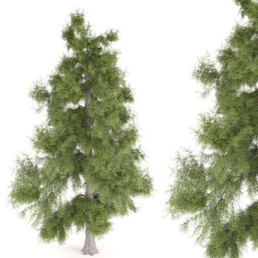Tree Alaska 10 3d model Download Maxve