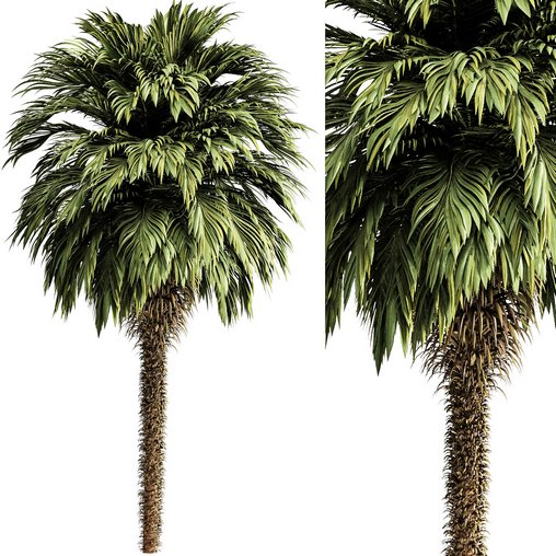 Palm tree5 3d model Download Maxve