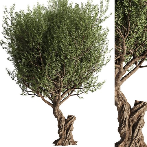 Olive Tree Set13 3d model Download Maxve