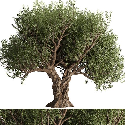 Olive Tree Set12 3d model Download Maxve