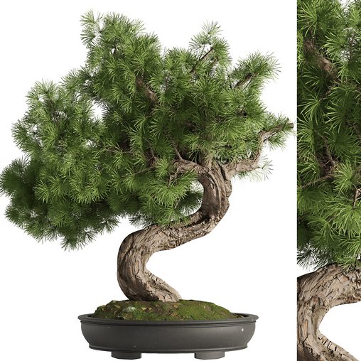 Bonsai Tree set5 3d model Download Maxve
