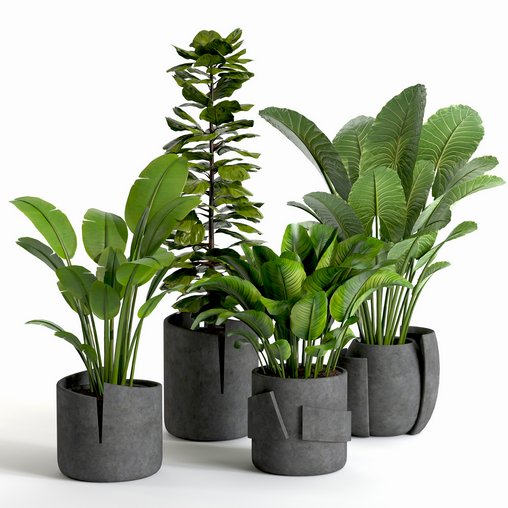plant collection-set1 3d model Download Maxve