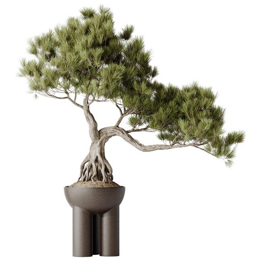 HQ HousePlants Bonsai Pinus Pentaphylla Thunbergii11 3d model Download Maxve