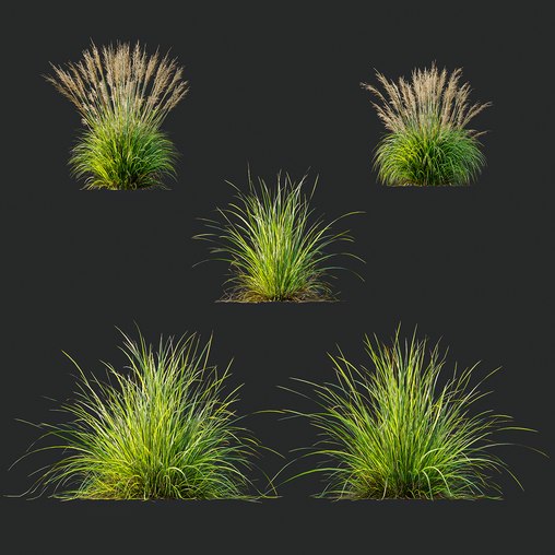 Grass 03 3d model Download Maxve