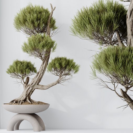 HQ HousePlants Bonsai Pinus Pentaphylla Thunbergii13 3d model Download Maxve